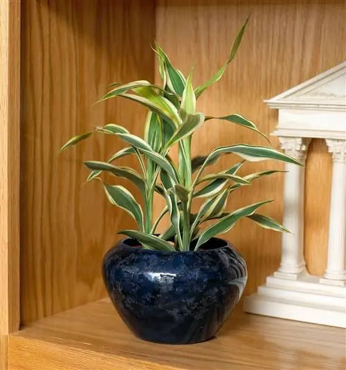 Драцена Сандериана 'Вариегата'