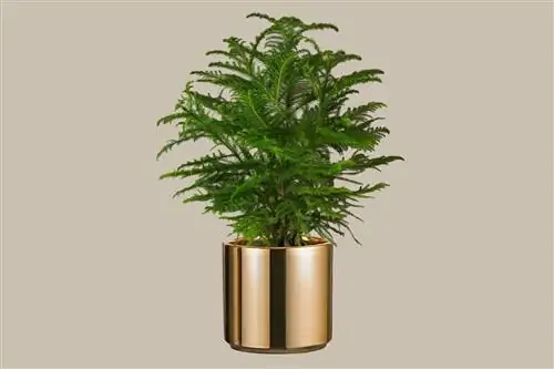 Большая сосна с острова Норфолк