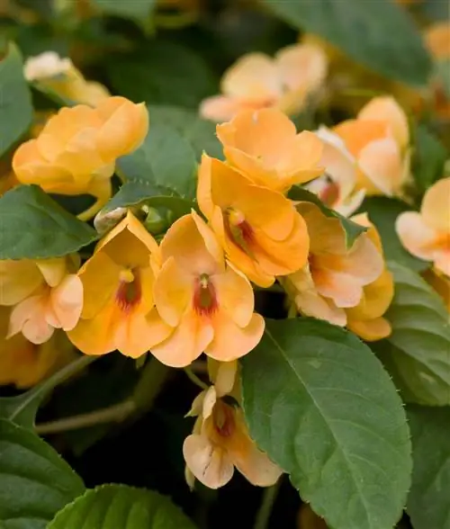 Импатиенс 'Fusion Sunset'