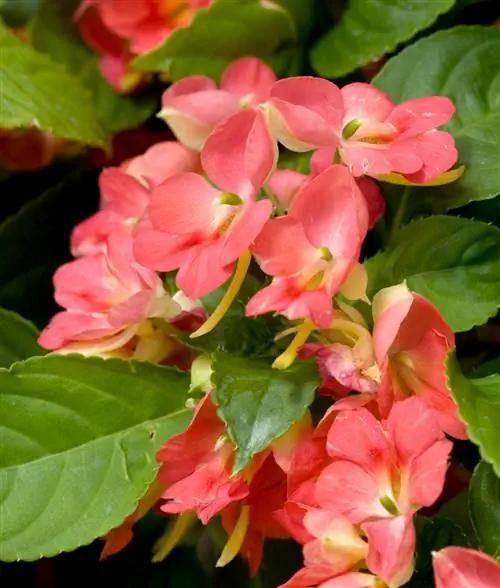 Импатиенс 'Fusion Heat'