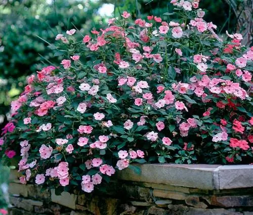 Impatiens 'Tempo Series'