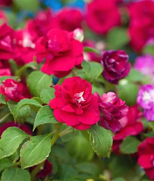 Импатиенс 'Фиеста Бургундия'