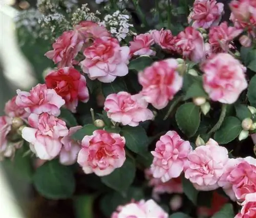 Импатиенс 'Fiesta Ole Peppermint'