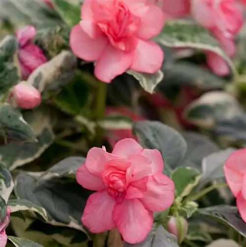 Импатиенс Фиеста Пинк Фрост