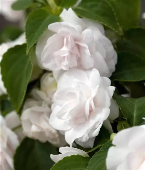 Импатиенс 'Фиеста Уайт'