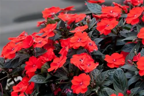 Серия Sunpatiens недотрога