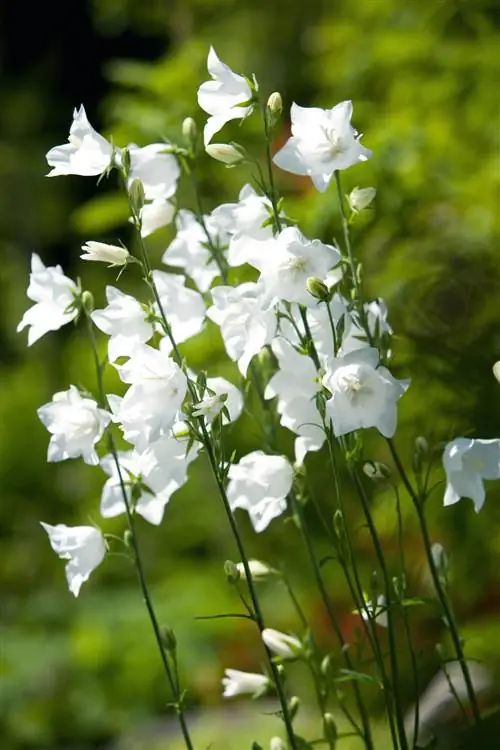 Белый персиковый колокольчик