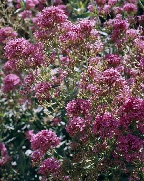 Борода Юпитера Centranthus ruber