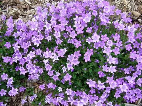 Кампанула "Березовый гибрид"