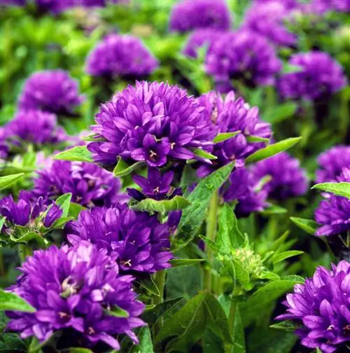 Сгруппированный колокольчик