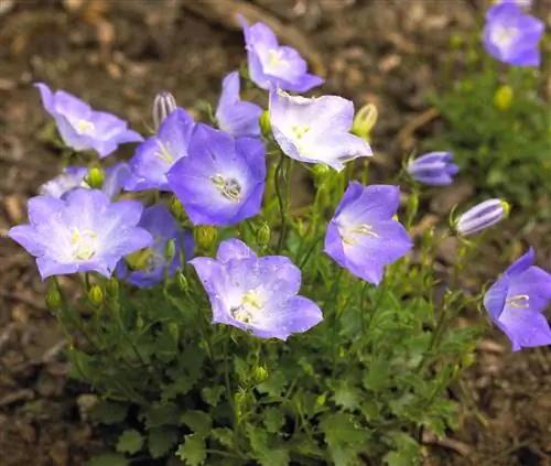 Колокольчик карпатский "Жемчужно-голубой"