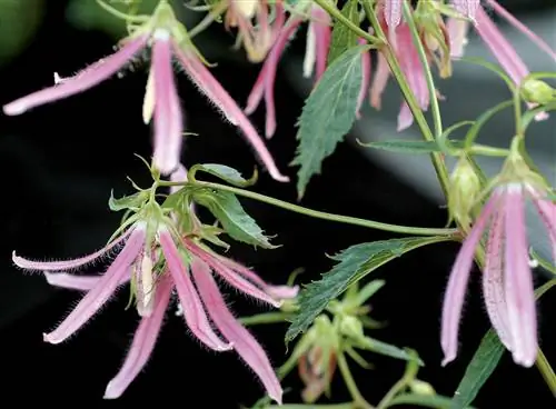 Колокольчик "Розовый осьминог"