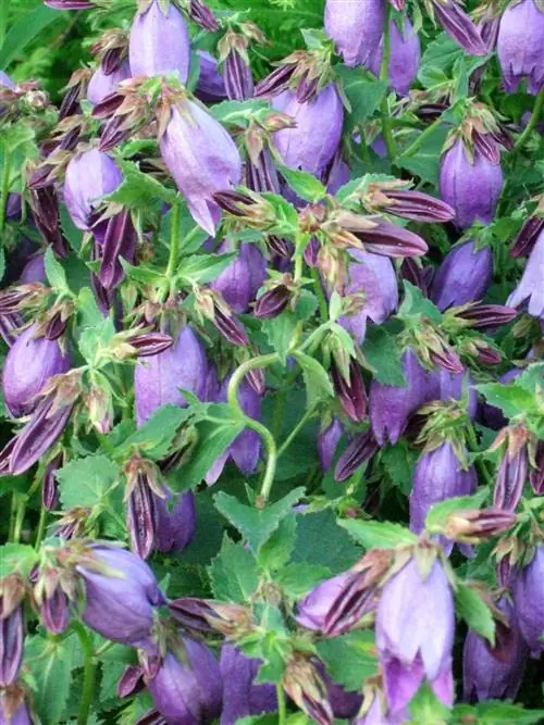 Колокольчик 'Зарастро'