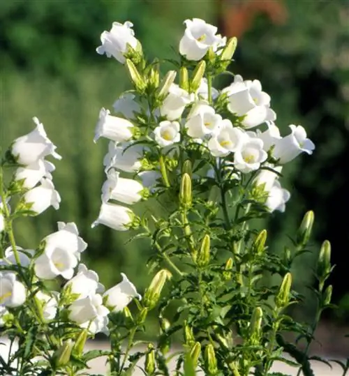 Белые Кентерберийские колокола