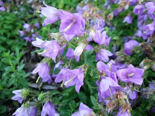 Как посадить и вырастить колокольчик