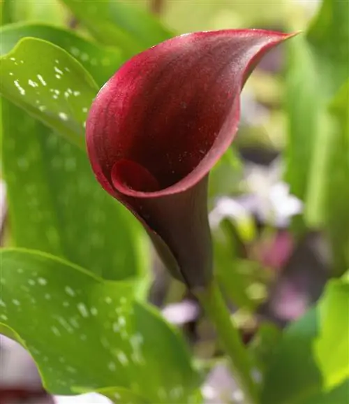 темно-красная калла лилли