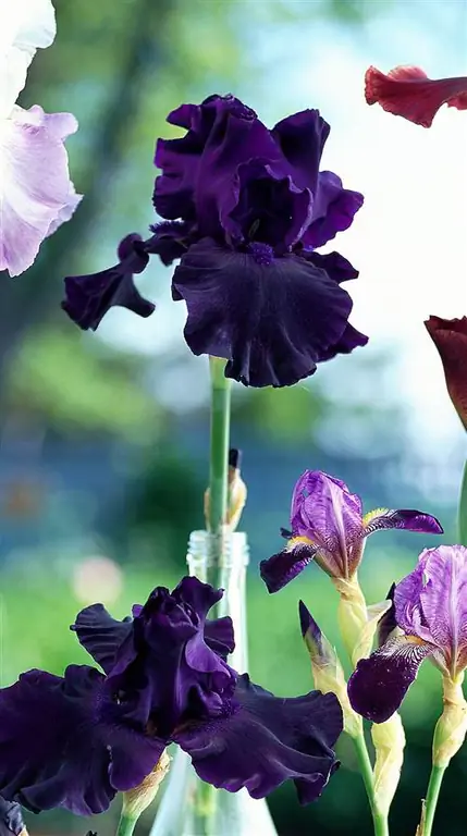 Цветок бородатого ириса идеального шага в стеклянной бутылке