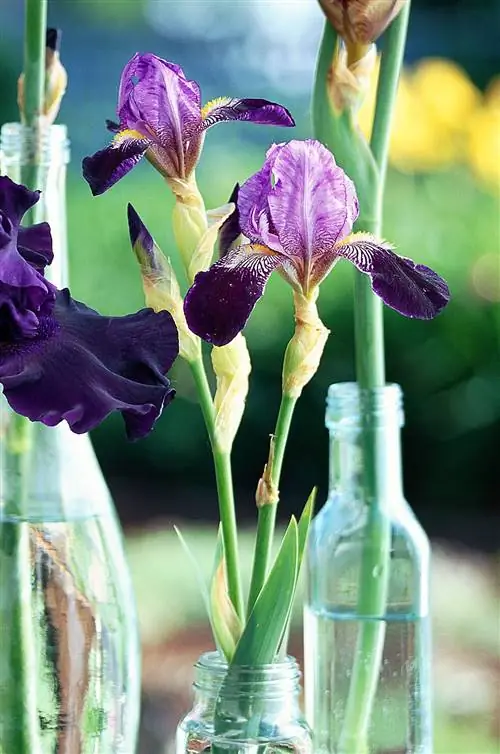 бородатый ирис миниатюрный цветок мечты озарк в стеклянной бутылке