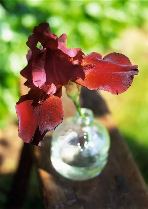 бородатый ирис галантный момент цветок в стеклянной бутылке