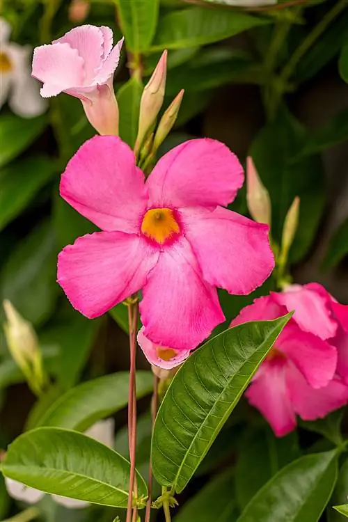 Пинк 'Alice du Pont' Мандевилла