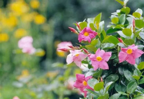 Мандевилья Сандери 'Красная Шапочка'