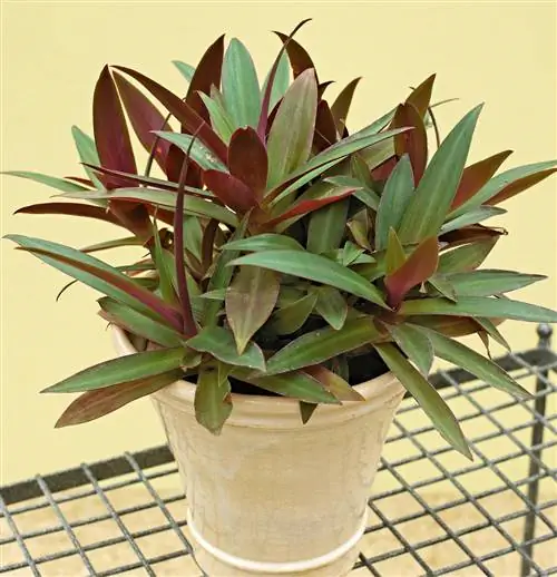 комнатное растение роко спатнация