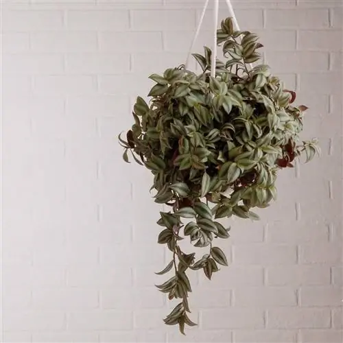 Еврейский завод традесканции