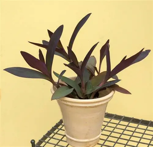 комнатное растение с фиолетовым сердцем