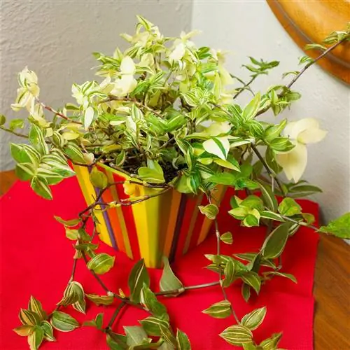 Традесканция флюминенсис