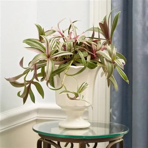 комнатное растение