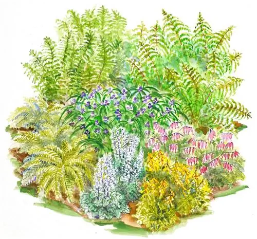План пышного лесного сада