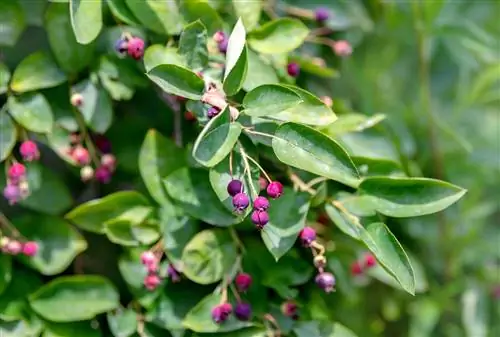 Обыкновенная ирги