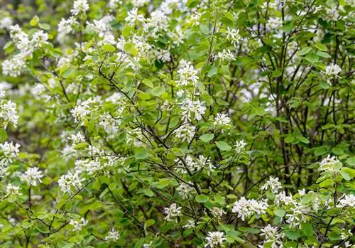 Кумулюс сервисберри