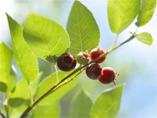 амеланчиер X крупноцветковый яблочный сервисберри