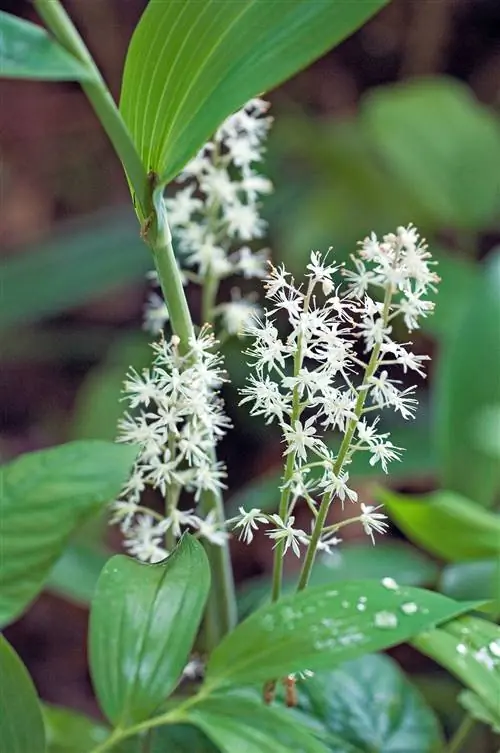 белая тиарелла из пеноцвета