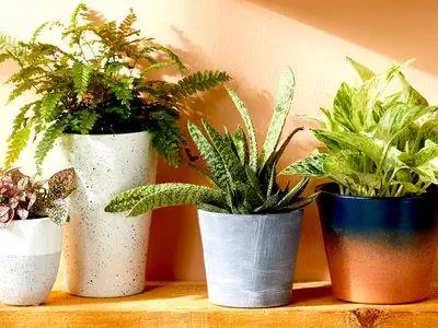 несколько комнатных растений на деревянной поверхности