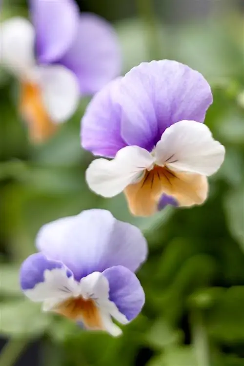 разноцветные анютины глазки с фиолетовыми, белыми и светло-оранжевыми цветами