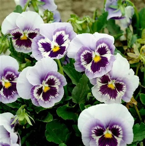 Величественные гигантские анютины глазки