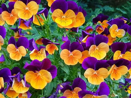 Веселый Джокер Пэнси