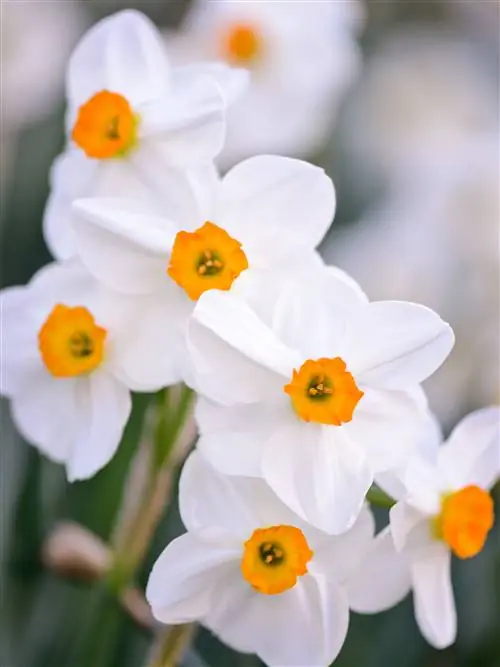 геккель бледно-желтый нарцисс белые цветы крупным планом вид