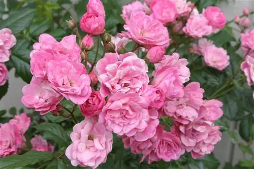 'Чайна Долл' розовые розы