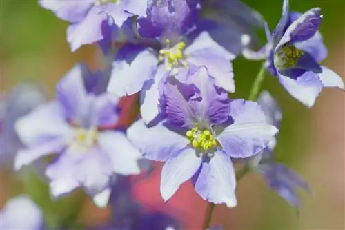 Живокость 'Облачное небо'