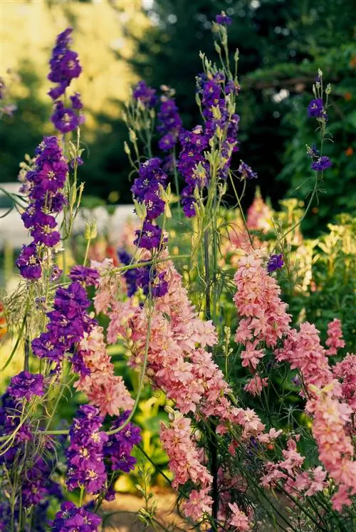 фиолетово-розово-императорский живокость-3f25097b