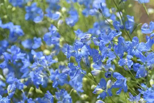 возвышенный живокость