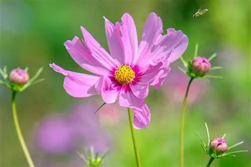 розовый живокость космос