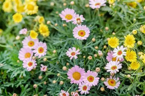 Маргарита Дейзи живокость