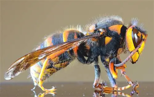 вид сбоку азиатского гигантского шершня на бежевом фоне