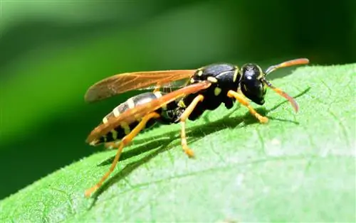 крупный план бумажной осы на зеленом листе