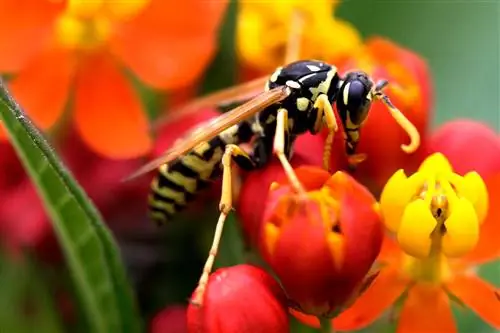 желтый жакет на цветке молочая