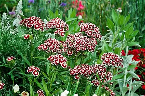 Красные и белые цветы Sweet William